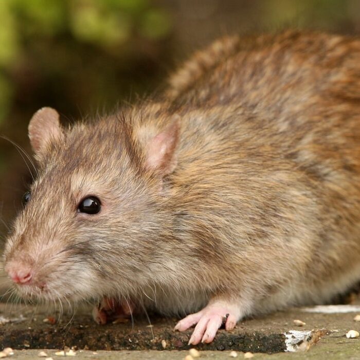 Rodent Control Caldwell